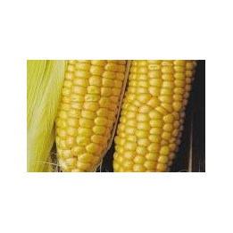 КР 677 МВ