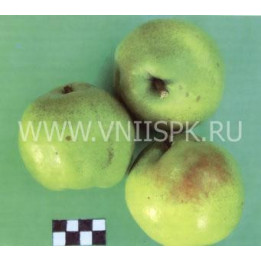 Банкетная