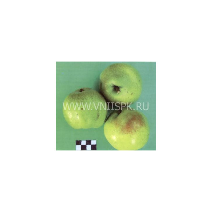 Банкетная
