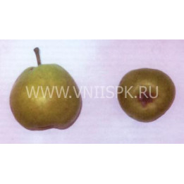 Бергамот Дагестана