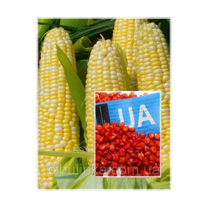 МВ РАНА 1