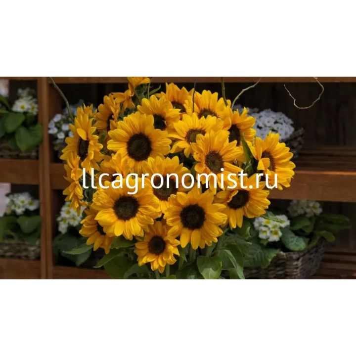 В 0072 Ф