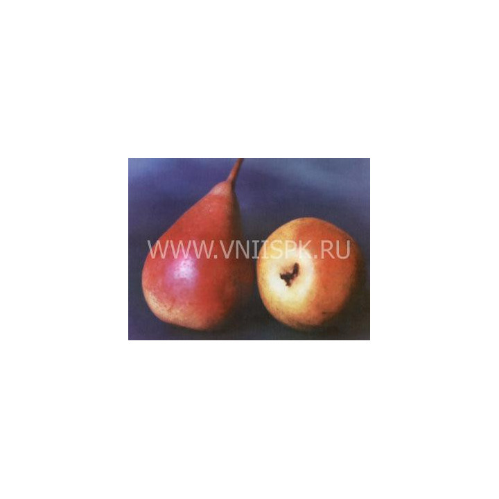 Бере Жиффар (Жиффар)