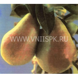Бере ранняя Мореттини (Бере Прекос Мореттини)