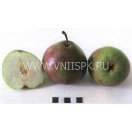 Бере русская