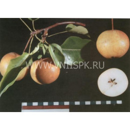 Бронзовая