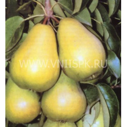 Верная