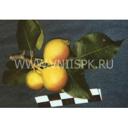Веселинка (Новинка)