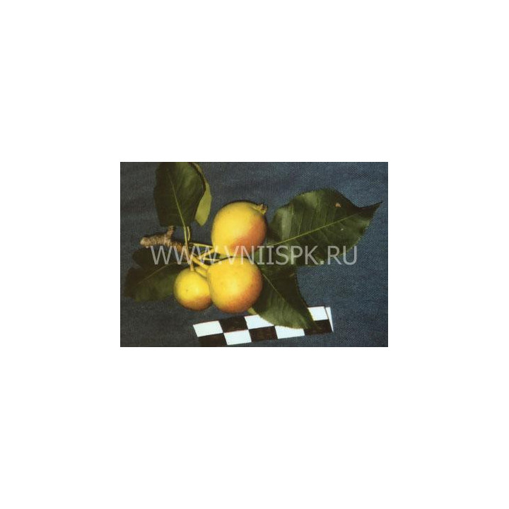 Веселинка (Новинка)