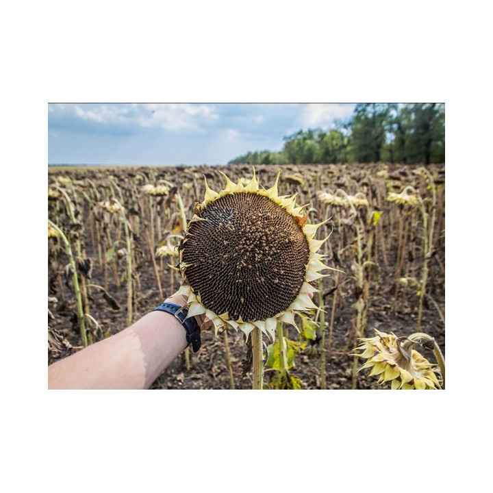 3129 А