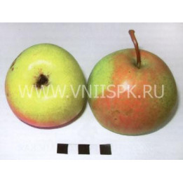 Десертная россошанская