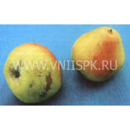 Дубовская ранняя