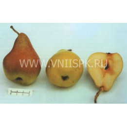 Дуля астраханская