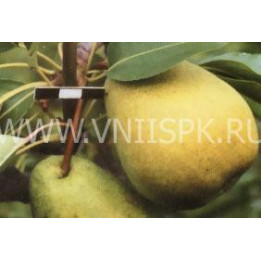 Есенинская