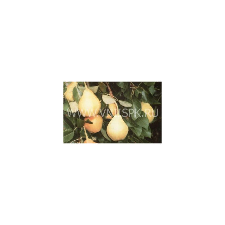 Заречная (Компактная)
