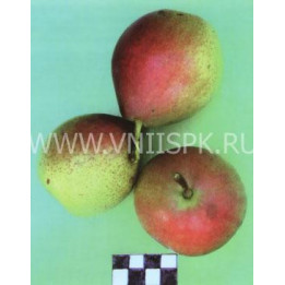 Зимняя кубаревидная