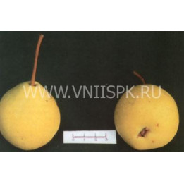 Ильинка