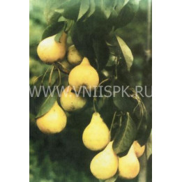 Июльская ранняя