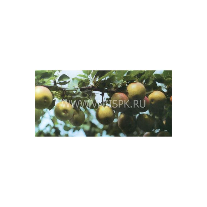 Краснобокая