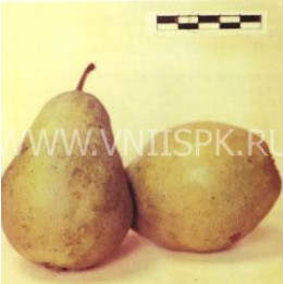 Кубанская поздняя