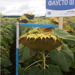 ГОНЗАЛО ШТ