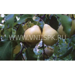 Лада амурская (Лада, Дедова)