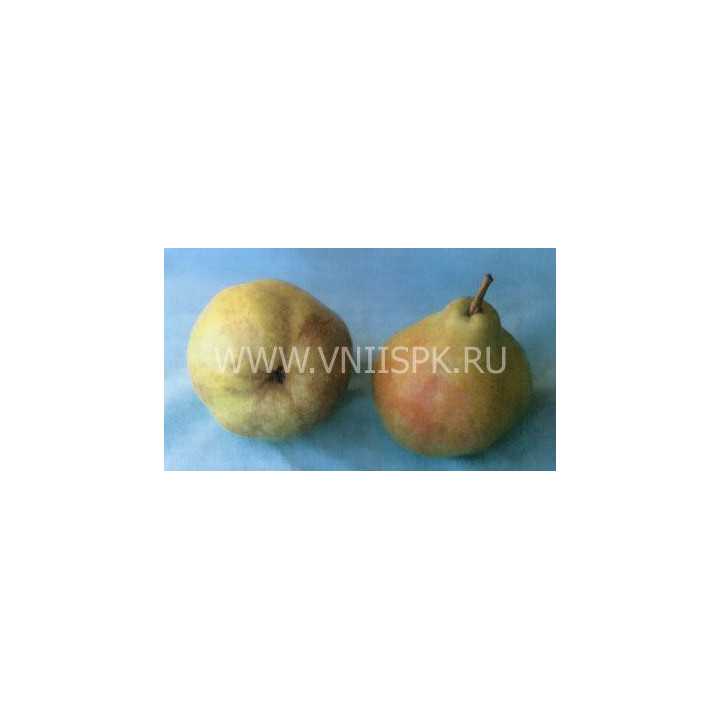 Левен