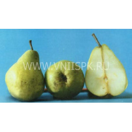 Люберская (Любкард)