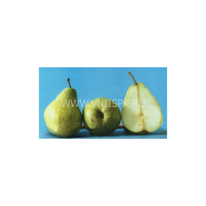Люберская (Любкард)