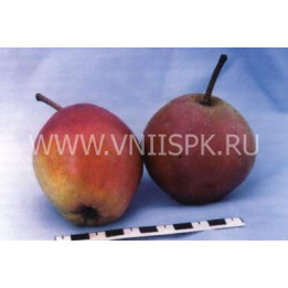 Любина (Аврора)