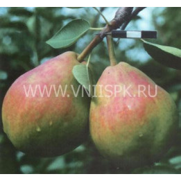 Муратовская