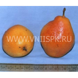 Нарт