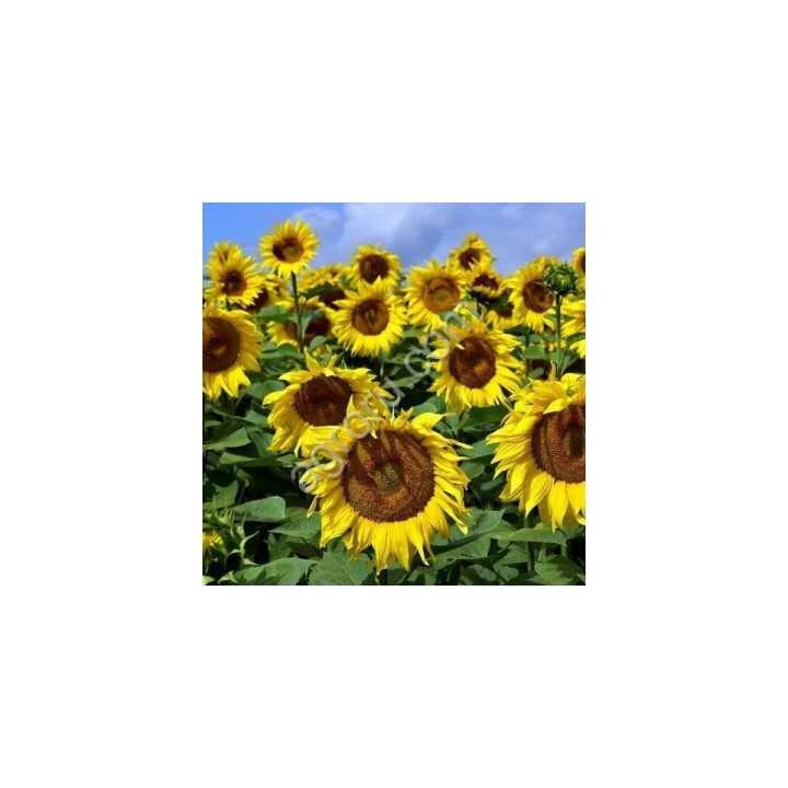 ФС 71800