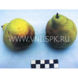 Нектарная