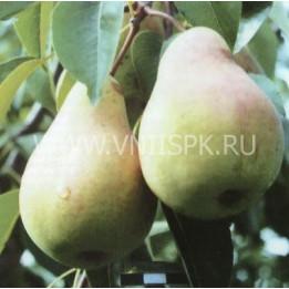 Нерусса