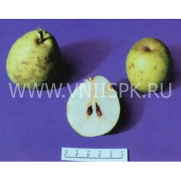 Ноябрьская