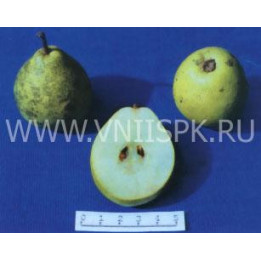 Октябрьская