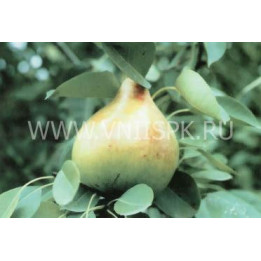 Подкумок