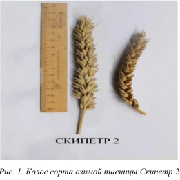 СКИПЕТР 2