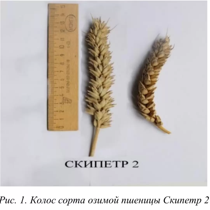 СКИПЕТР 2