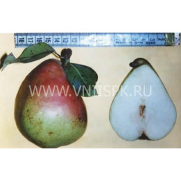 Рассвет