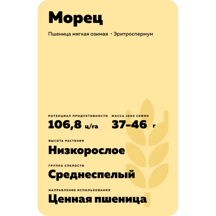 МОРЕЦ