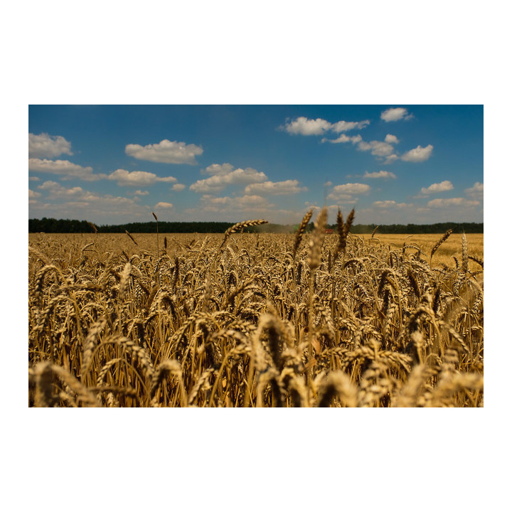 КУБАНЬ