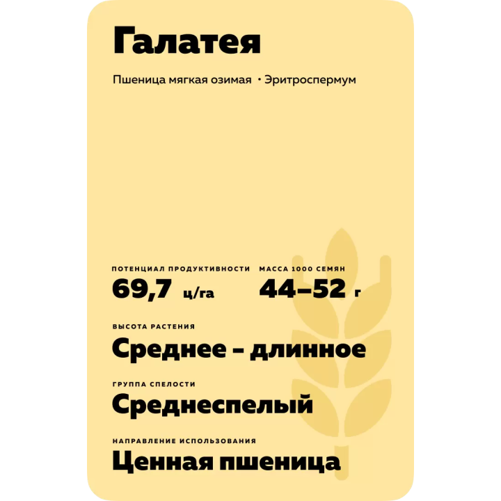 ГАЛАТЕЯ