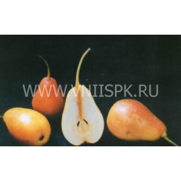 Румяная Беркут