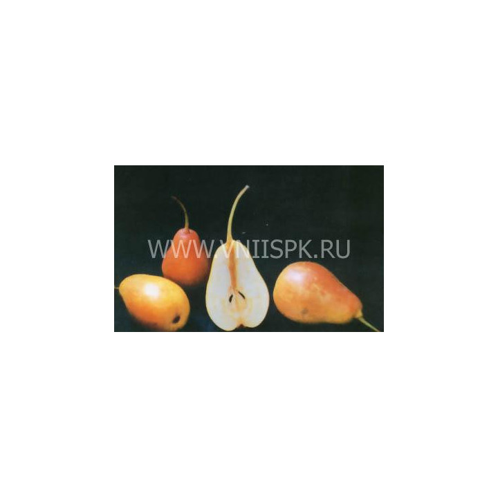 Румяная Беркут