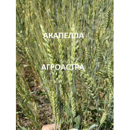 АКАПЕЛЛА