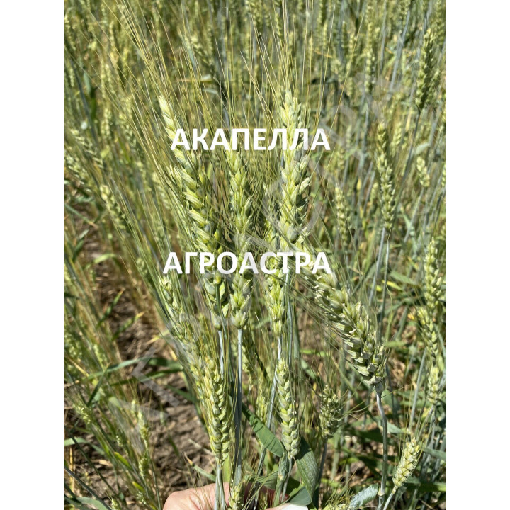 АКАПЕЛЛА