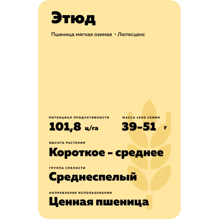 ЭТЮД