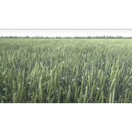 СОБЕРБАШ